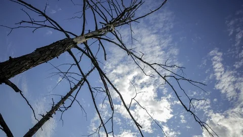 Tree and clouds Stock Footage 104888329