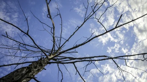 Tree and clouds Stock Footage 105821345