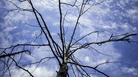 Tree and clouds Stock Footage 105877123