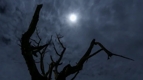 Tree and clouds Stock Footage 107499432
