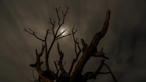 Tree and clouds Stock Footage 107499713