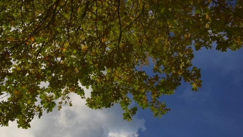 Tree and clouds 스톡 동영상 121444982