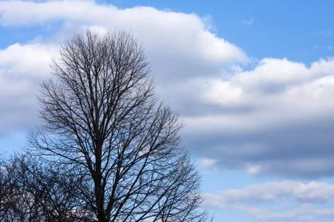 Tree and clouds Stock Photos