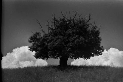 Tree and clouds Stock Photos