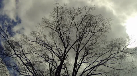 Tree and Clouds Time Lapse Stockbeeldmateriaal 22771073