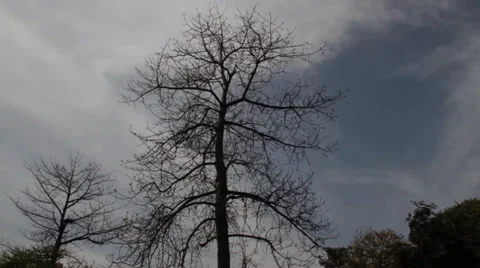 Tree and Clouds Time Lapse Video stock 36726966