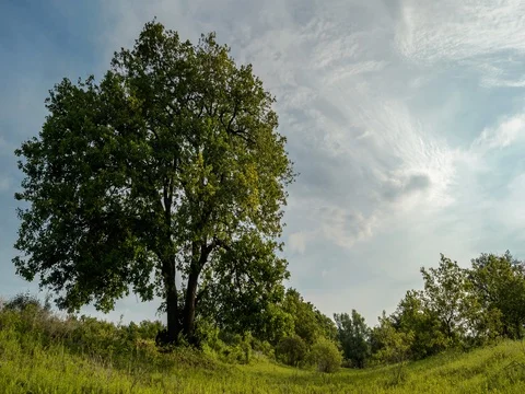 Tree and clouds time lapse Stock Footage 77471190