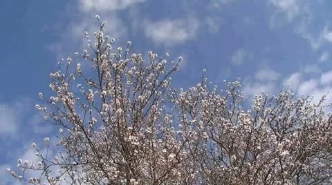 A tree and clouds timelapse 動画素材 22049870