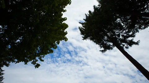 Tree and Clouds Timelapse Stock Footage 33307932
