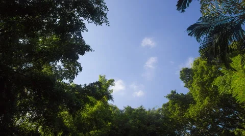 Tree and clouds in timelapse. Stock Footage 50005409