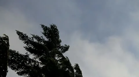 Tree and clouds in wind. Stock Footage 10747241
