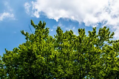 Tree and clouds zero Stock Photos