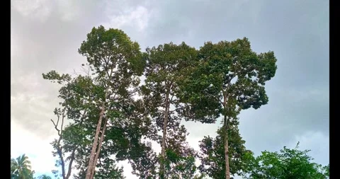 Tree and Cloudy Sky in Indonesia Countryside Stock Footage 317805021