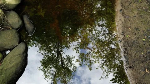 Tree and cloudy sky reflection in water surface Stock Footage 337735628