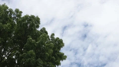 Tree and cloudy sky on windy day 動画素材 158506259