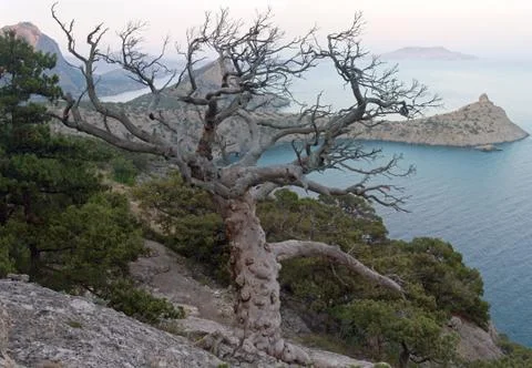 Tree and coast Stock Photos