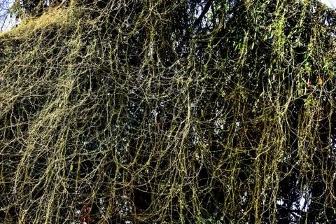 Tree and Creeper Stock Photos