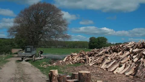 Tree and cut wood Stock Footage 10802694