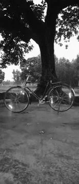 Tree and cycle pic 写真素材