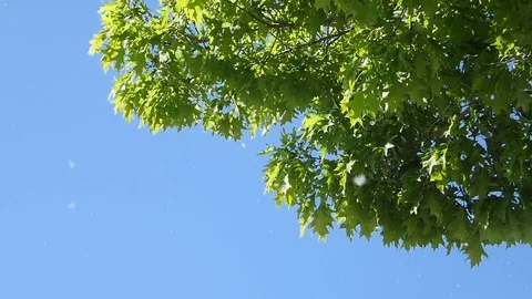 Tree and Dandelion Fluff Against Blue Sky Stock Footage 77766439