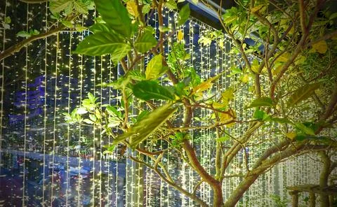 A tree and Decorative string lights with traffic on Sukhumvit road in Bangkok Stock Photos