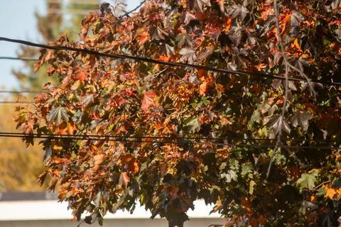 A tree and electrical wires in fall Stock Photos