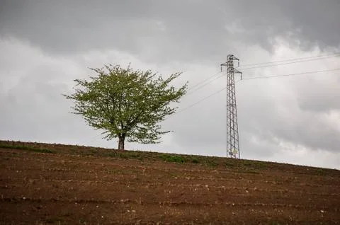 A tree and electricity pylon Stock Photos