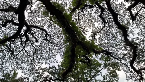 Tree and Environment Stock Footage 293491627