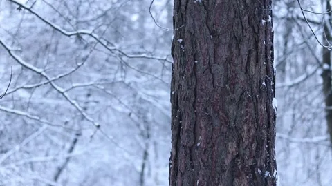 Tree and falling snow, blurred background Stock Footage 326171802