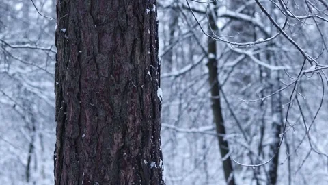 Tree and falling snow, blurred background Stock Footage 326171803