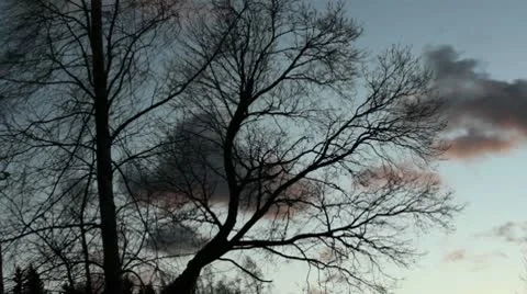 Tree and fast bygoing clouds Stock Footage 10580425