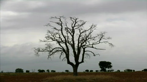 Tree and fast clouds Stock Footage 145536