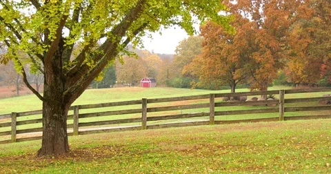 Tree and fence in the fall Stock Footage 82086581