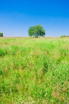 Tree and field Stock Photos