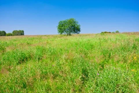 Tree and field Stock Photos