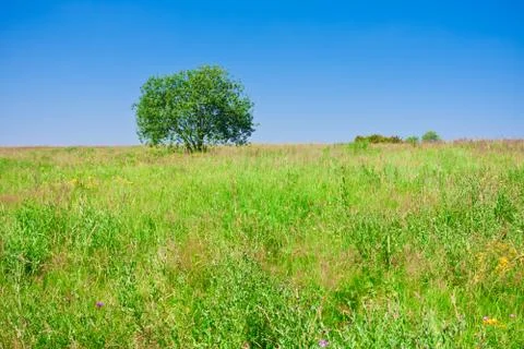 Tree and field Stock Photos