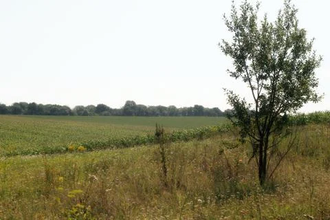 Tree and field. Stock Photos