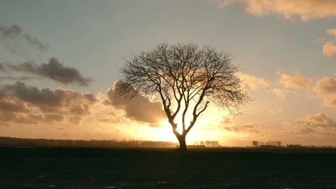 Tree and fields at sunset. Tree ans fields sunset dawn gold golden light Stock Footage 112749016