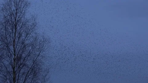 Tree and flock of birds flying in the evening light England UK 4K Video stock 147906251