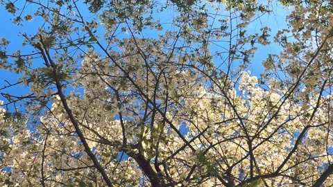 Tree and flowers in the sky Stock Footage 238868058