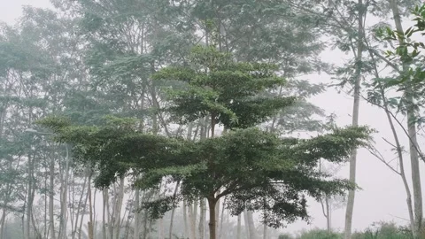 Tree and Fog Stock Footage 285476331
