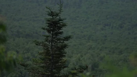 Tree and forest Stock Footage 171341043