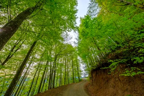 Tree and forest Stock Photos
