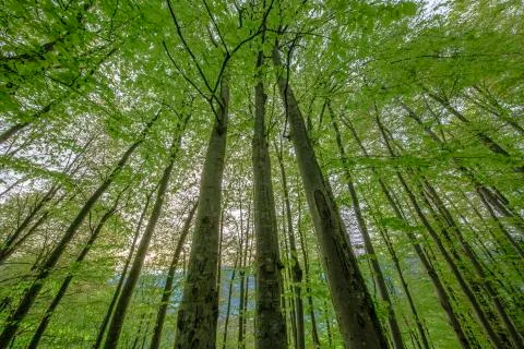 Tree and forest Stock Photos