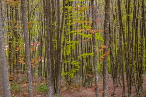 Tree and forest Stock Photos