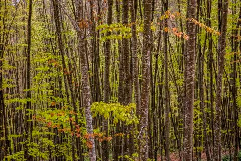 Tree and forest Stock Photos