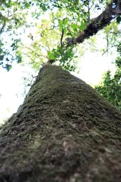 Tree and forests image background. Stock Photos