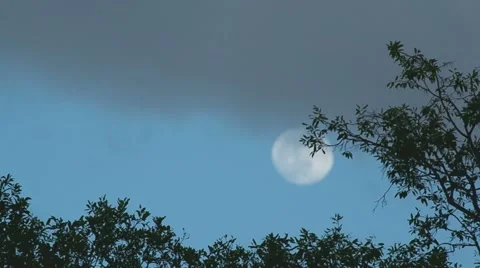 Tree and the full moon Stock Footage 51722681