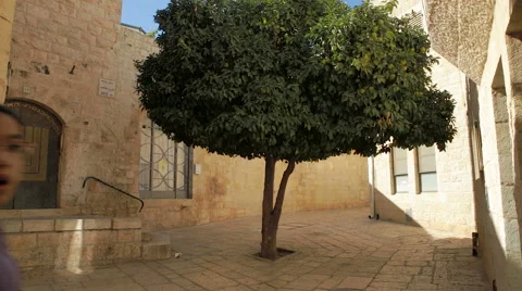 Tree and Girls in Tiny Old Plaza 스톡 동영상 60759433