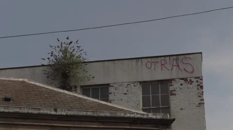 Tree and graffiti on old building in city centre with telephone cable Vídeos de archivo 67204828